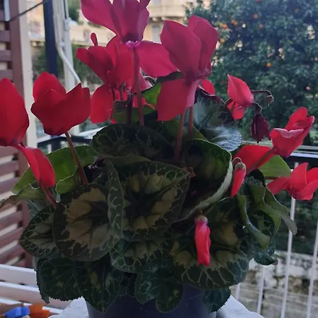 La Conchiglia شقة