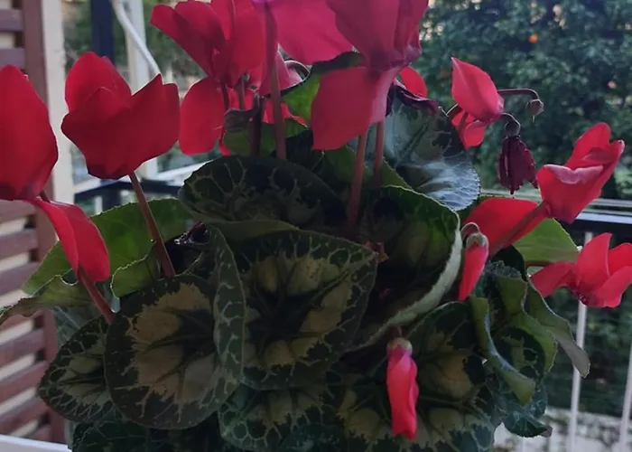 La Conchiglia Apartment